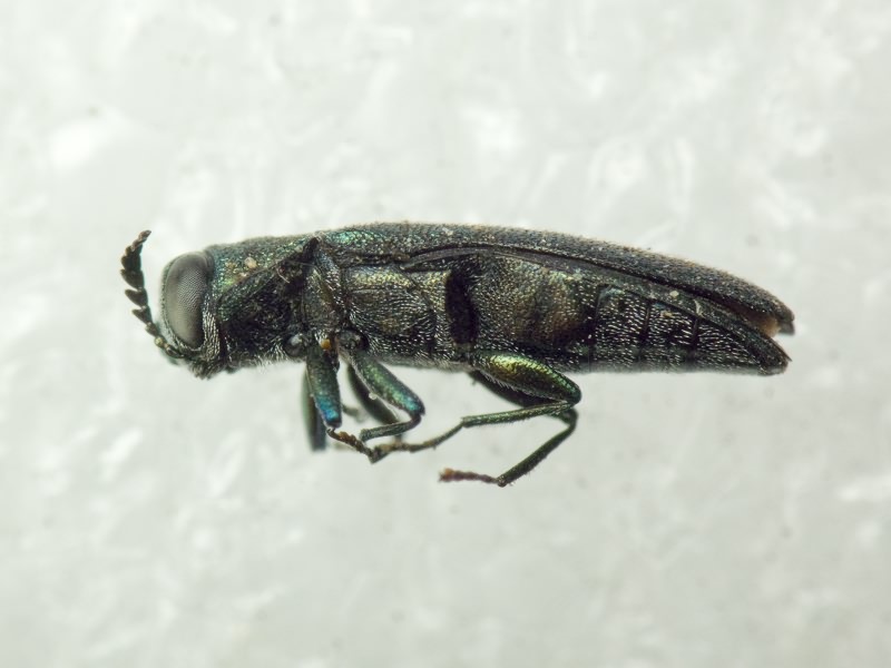 Agrilus angustulus angustulus (Illiger, 1803)